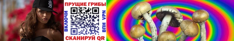гидра tor Бобров Псилоцибиновые грибы Cubensis дарнет шоп